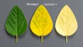 Stages of Leaf Senescence and Chlorosis Progression Royalty Free Stock Photo