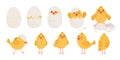 Stages of a little yellow chick hatching from an egg Royalty Free Stock Photo