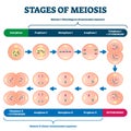 Stages of meiosis vector illustration. Labeled cell division process scheme