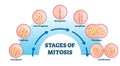 Stages of mitosis, vector illustration diagram Royalty Free Stock Photo