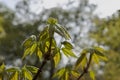 Stages of opening leaf buds on Sycamore tree Acer pseudoplatanus Royalty Free Stock Photo