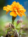 3 stages of a orange Marigold flower