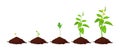 Stages of plant growth in the ground Royalty Free Stock Photo