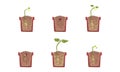 Stages of Plant Growth Set, Growth of Houseplant from Seed, Gardening, Farming, Plants Cultivation Cartoon Vector