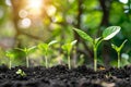 Stages of plant growth with sunlight filtering through leaves Royalty Free Stock Photo