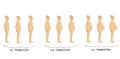 Stages of pregnancy women trimester. vector illustration