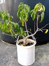 banyan bonsai Royalty Free Stock Photo