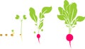 Stages of radish growth from seed to harvest