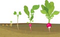 Stages of radish growth from seed and sprout to harvest. Plants showing root structure below ground level