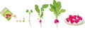 Stages of radish growth from seed and sprout to harvest