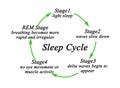 Stages of Sleep Cycle Royalty Free Stock Photo