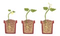 Stages of sprout growth in a clay pot with soil. Vector illustration.