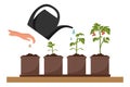Stages of tomato growth. Cultivation of garden plants. Plant care. Vector illustration