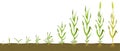 Stages of wheat growth in soil. Grain germination infographic.