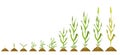 Stages wheat growth. Vector botanical illustration germination and ripening crops.