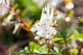 Stagger weed Corydalis cava plant with purple or white flower Royalty Free Stock Photo