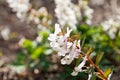 Stagger weed Corydalis cava plant with purple or white flower Royalty Free Stock Photo