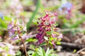 Stagger weed Corydalis cava plant with purple or white flower Royalty Free Stock Photo