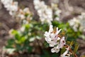 Stagger weed Corydalis cava plant with purple or white flower Royalty Free Stock Photo