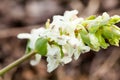 Stagger weed Corydalis cava plant with purple or white flower Royalty Free Stock Photo