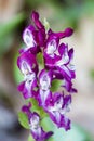 Stagger weed (Corydalis cava) plant with purple flower Royalty Free Stock Photo