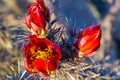 Staghorn Cactus Bloom Royalty Free Stock Photo