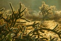 Staghorn cactus in the warm colors of morning light