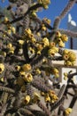 Staghorn cholla cactus 4744