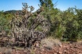 Staghorn Cholla Cactus Royalty Free Stock Photo