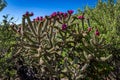 Staghorn Cholla Cactus Royalty Free Stock Photo