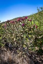 Staghorn Cholla Cactus Royalty Free Stock Photo