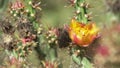 Staghorn cholla cactus flower in Southern Arizona in spring.