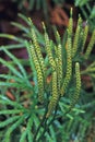 Staghorn Clubmoss Royalty Free Stock Photo