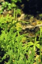 Staghorn Clubmoss 50685