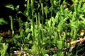 Staghorn Clubmoss 50687