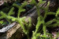 Staghorn Clubmoss 803827