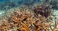 The staghorn coral (Acropora cervicornis)