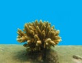 Staghorn coral, Acropora Royalty Free Stock Photo