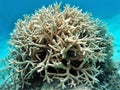 Staghorn Coral Arrangement Royalty Free Stock Photo