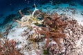 Staghorn coral bleaching caused by sea water thermal rising