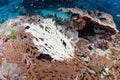 Staghorn coral bleaching caused by sea water thermal rising