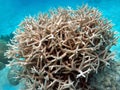 Staghorn Coral community Royalty Free Stock Photo