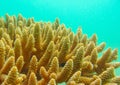 Staghorn coral Royalty Free Stock Photo