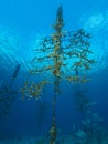 Staghorn Coral nursery