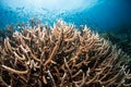 Staghorn Coral Reef