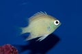 Juvenile Staghorn Damselfish Royalty Free Stock Photo