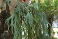 Staghorn elkhorn ferns with a natural background