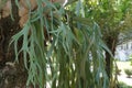 Staghorn elkhorn ferns with a natural background