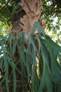 Staghorn elkhorn ferns with a natural background