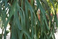 Staghorn elkhorn ferns with a natural background